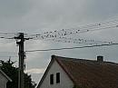 Třibřichy